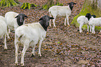 Blackface Sheeps