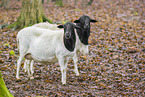 Blackface Sheeps