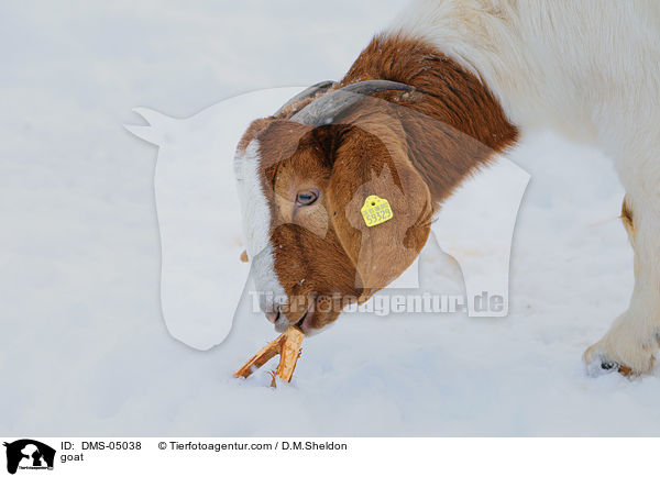 goat / DMS-05038