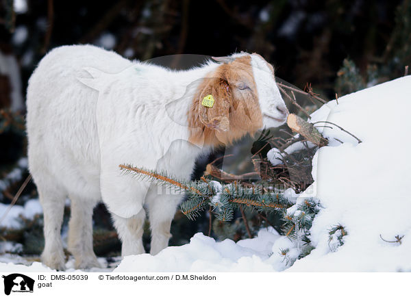 goat / DMS-05039