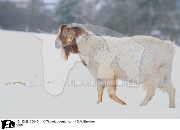 Burenziege / goat / DMS-05045