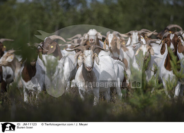 Burenziegen / Buren boer / JM-11123