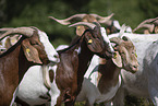 Buren boer
