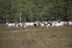 Buren boer