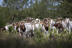 Buren boer