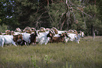 Buren boer