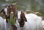Buren boer