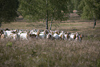 Buren boer
