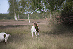 Buren boer
