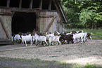 Buren boer