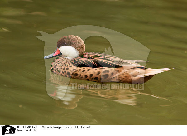 Brahmaente / brahma duck / HL-02428