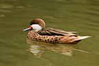 brahma duck