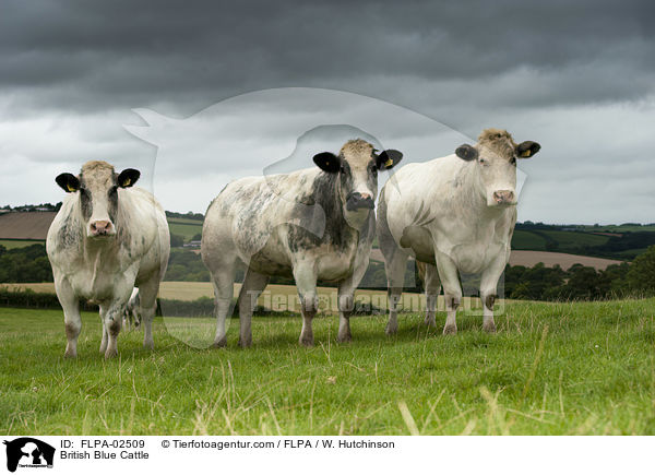 British Blue Cattle / FLPA-02509