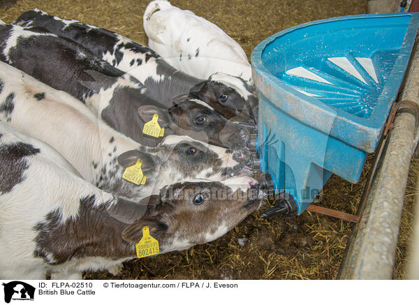 British Blue / British Blue Cattle / FLPA-02510