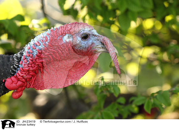 Bronze-Truthahn / bronze turkey / JH-23419