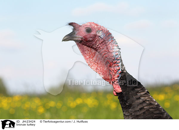 Bronze-Truthahn / bronze turkey / JH-23424