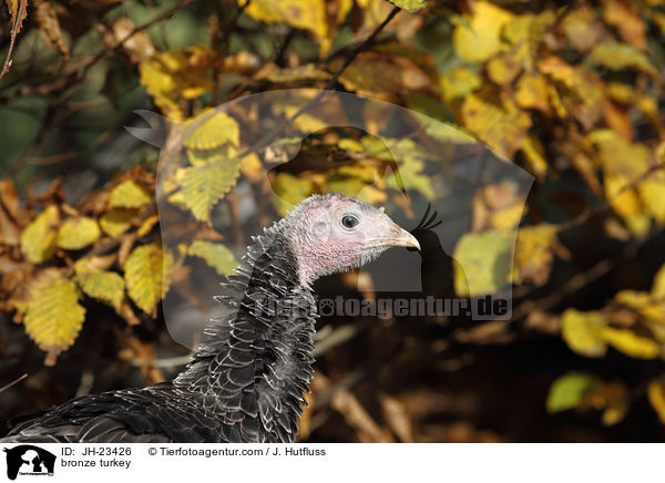 Bronze-Truthahn / bronze turkey / JH-23426