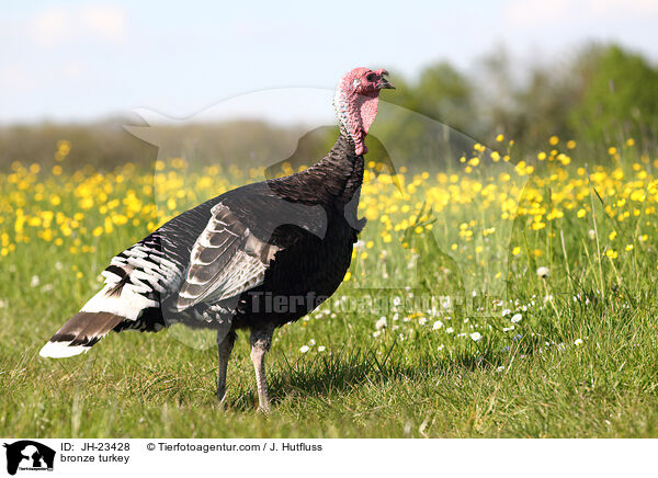 Bronze-Truthahn / bronze turkey / JH-23428
