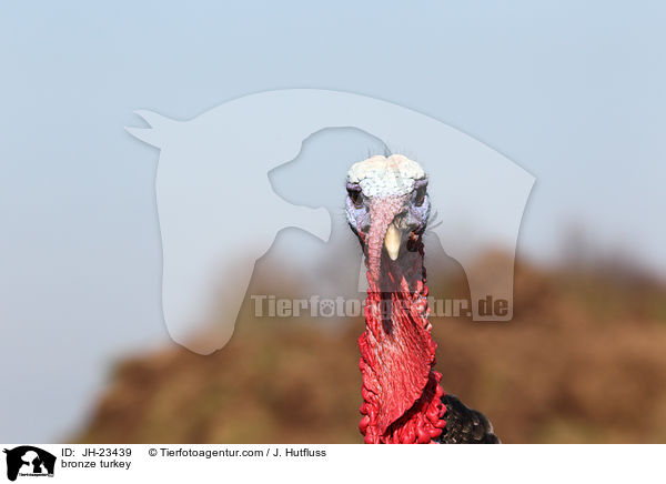 Bronze-Truthahn / bronze turkey / JH-23439