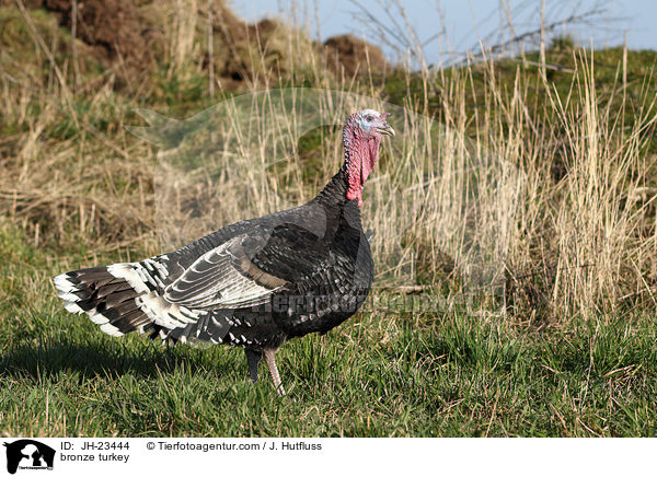 Bronze-Truthahn / bronze turkey / JH-23444
