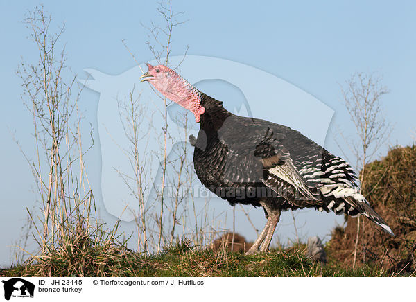 Bronze-Truthahn / bronze turkey / JH-23445