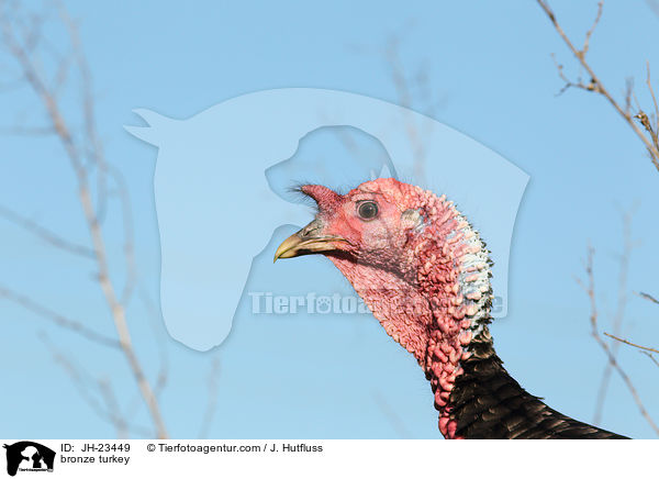Bronze-Truthahn / bronze turkey / JH-23449