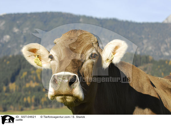 cattle / SST-04621