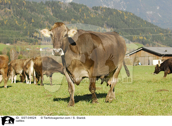 cattles / SST-04624