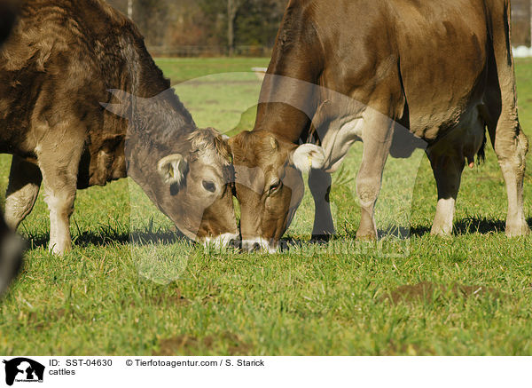 cattles / SST-04630