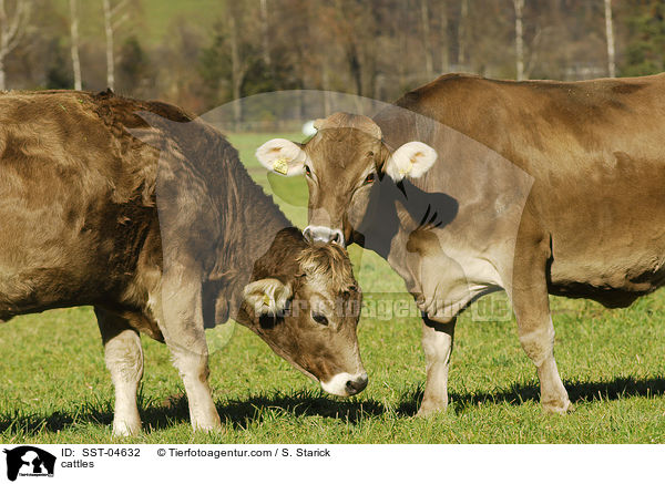 cattles / SST-04632