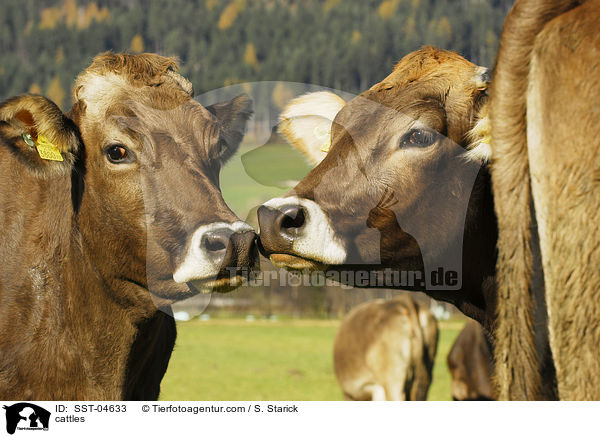cattles / SST-04633