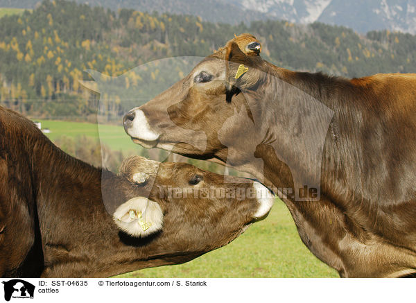 cattles / SST-04635