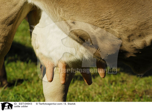 cattle udder / SST-04643