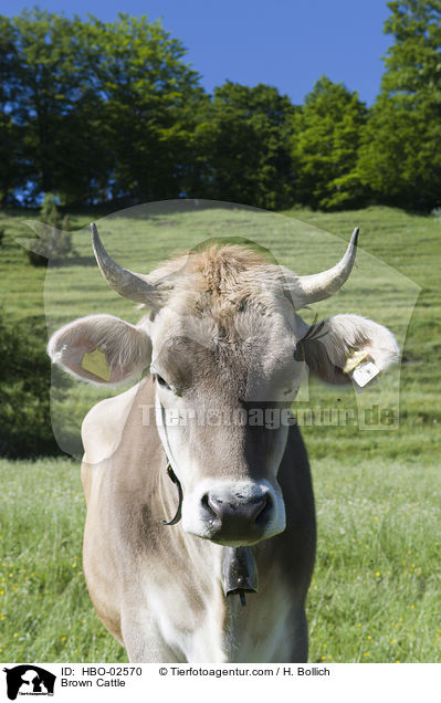 Brown Cattle / HBO-02570