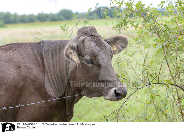 Brown Cattle / AM-05815