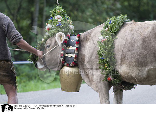 human with Brown Cattle / IG-02001