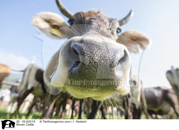 Brown Cattle / IG-02019