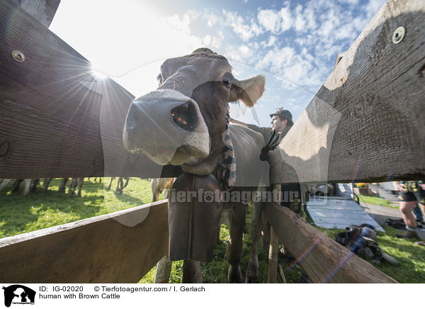 human with Brown Cattle / IG-02020