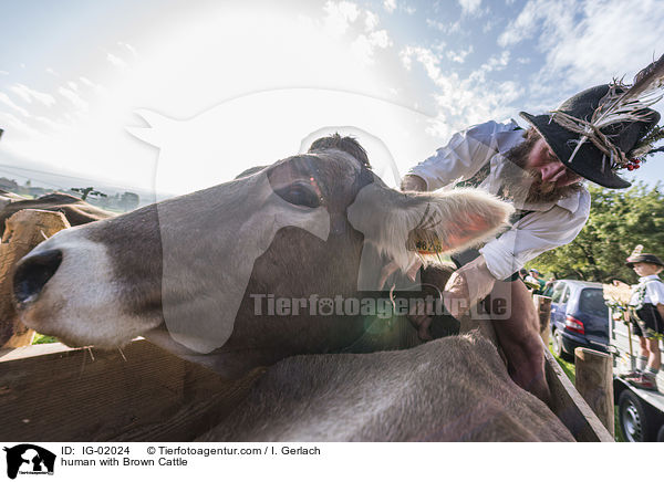 human with Brown Cattle / IG-02024