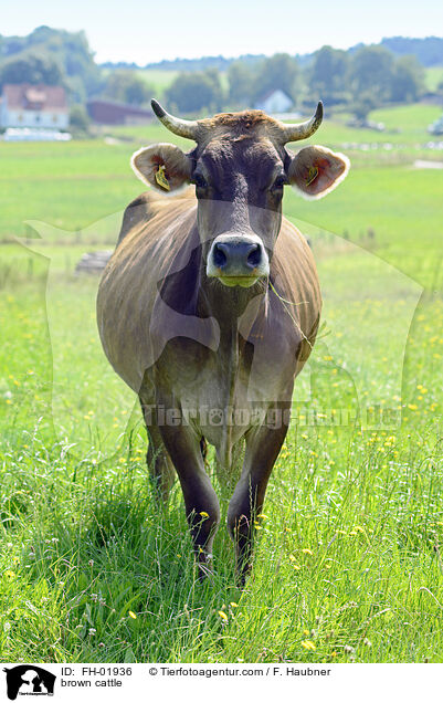brown cattle / FH-01936