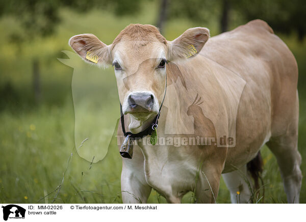 brown cattle / MM-02026