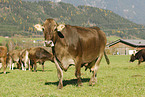 cattles