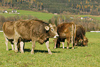 cattles