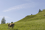 Brown Cattle