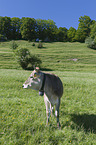Brown Cattle