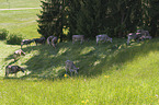 Brown Cattle