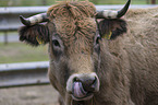 Brown Cattle