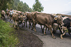 human with Brown Cattle