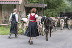 human with Brown Cattle