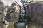 Brown Cattle